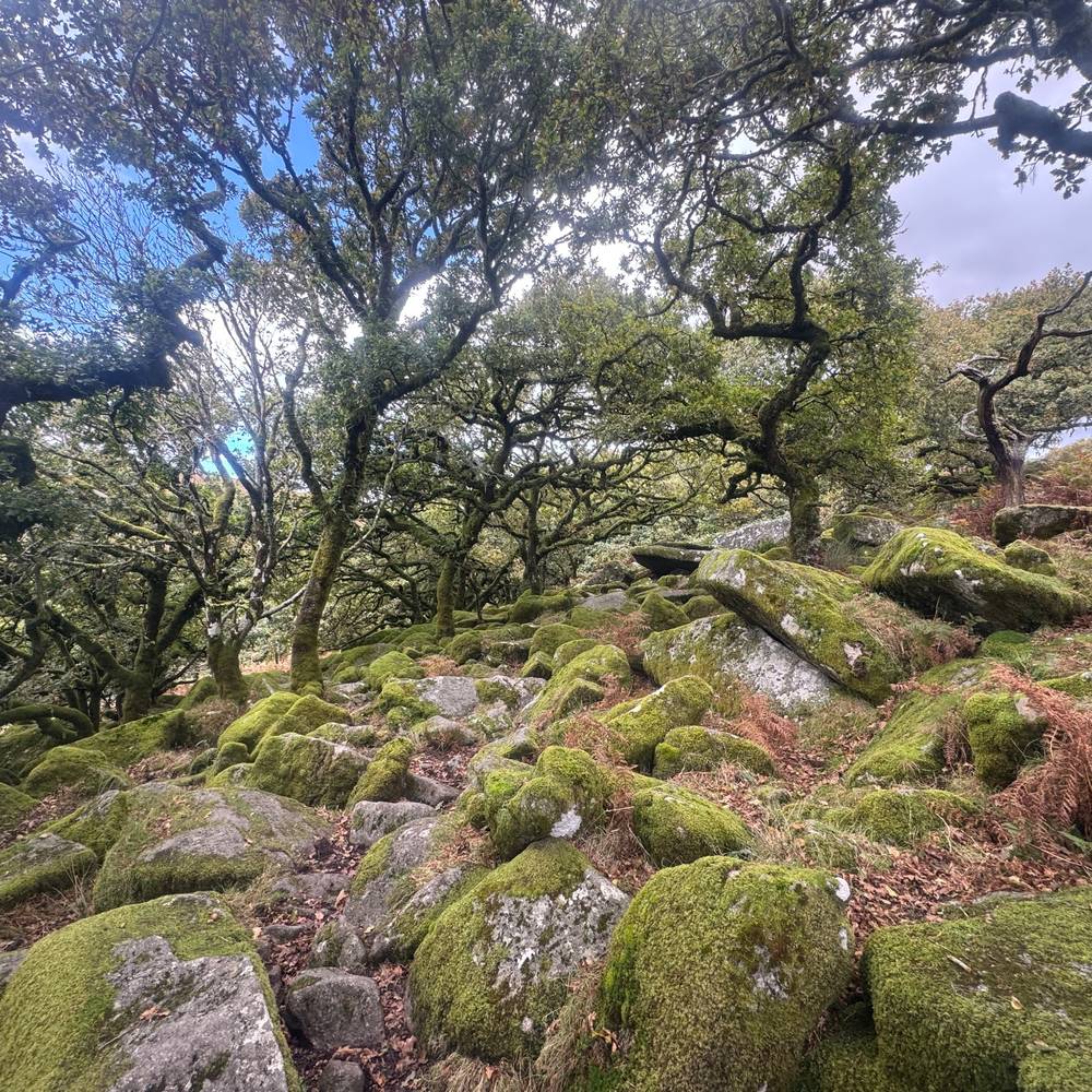 Whistmans_wood_oaks_mos
