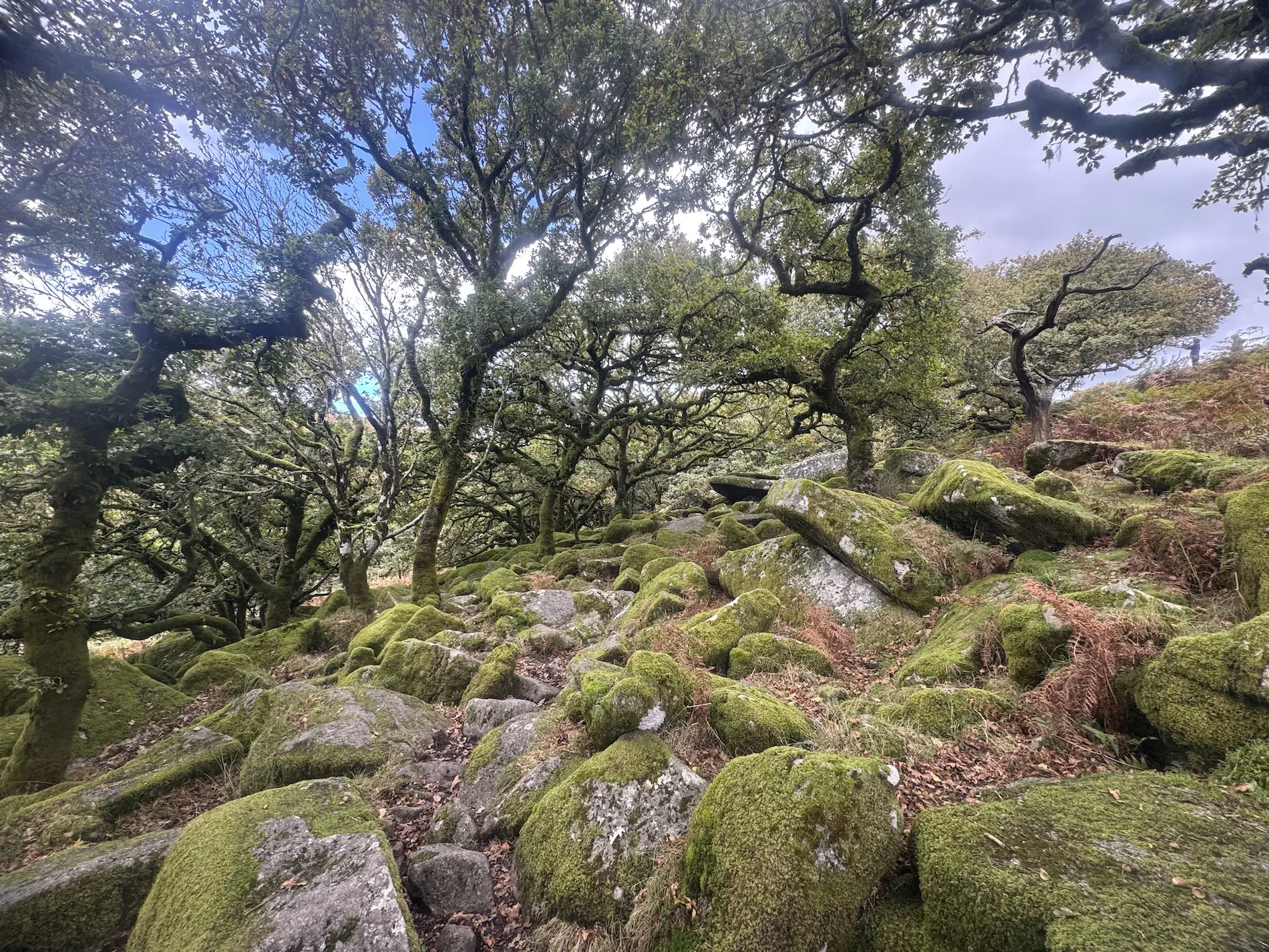 whistmans_woods_cornwall