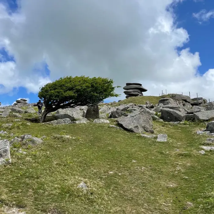 Cheeswring_solo_tree_barren_bodmin_moor