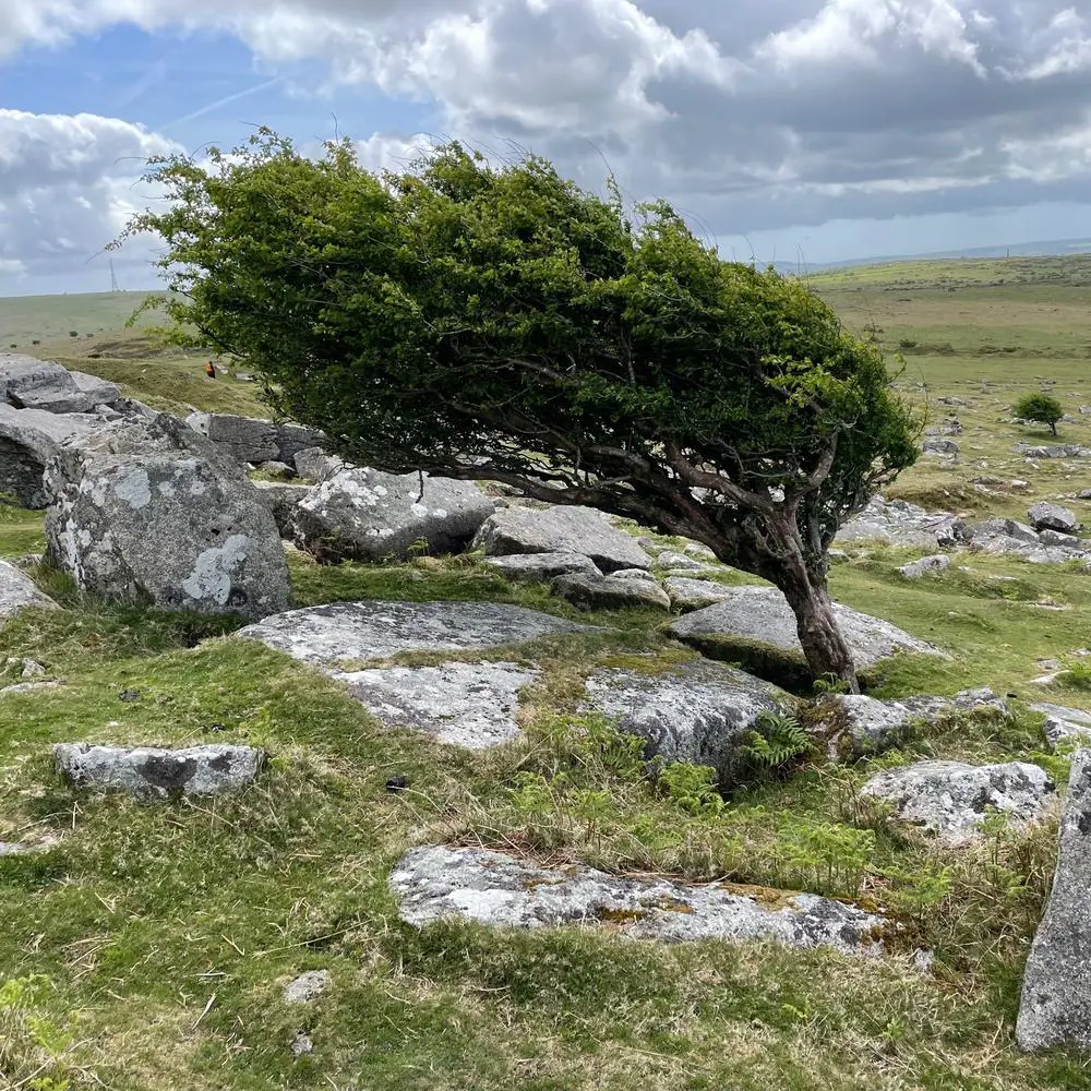 Cheeswring_hurlers_tree_wind