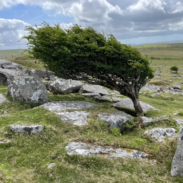 Cheeswring_hurlers_tree_wind