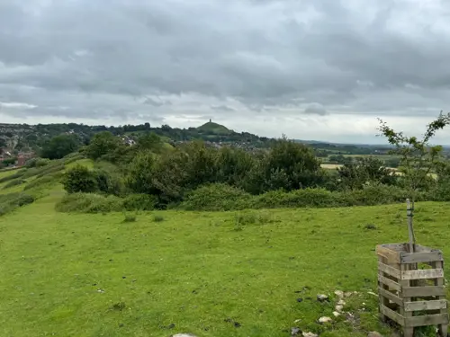 Holy thorn Wearyall Hill