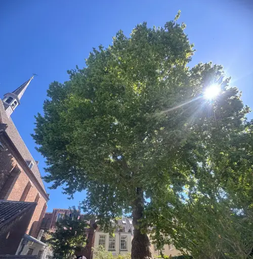 Plataan Abraham Dolehof Utrecht