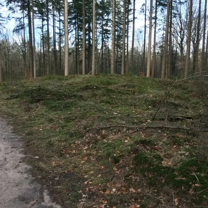 Speulderbos_grafheuvel