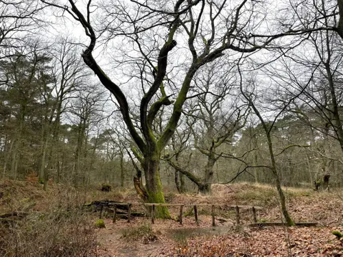 Wodanseiken Wolfheze