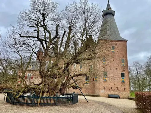 Acacia tree Doorwerth Castle
