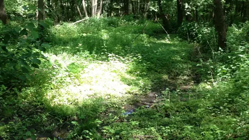 Springs at the Vassergrafveld
