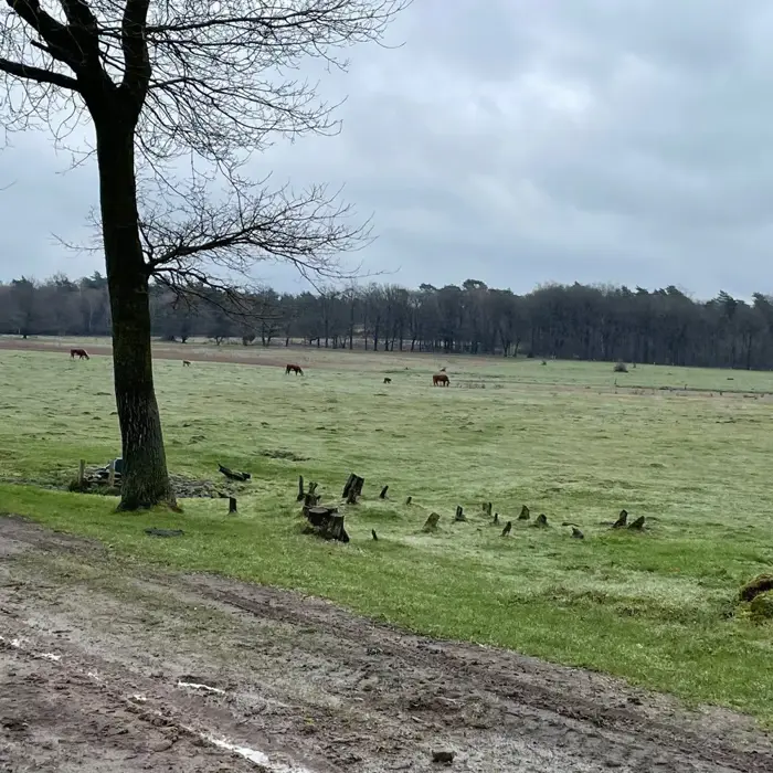 Dekzand_en_esker_de_borkeld