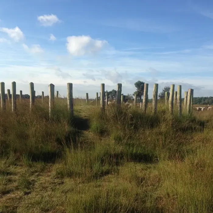 Regteheide_prehistorie