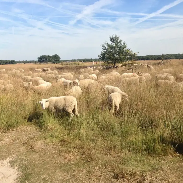 Regteheide_schapen
