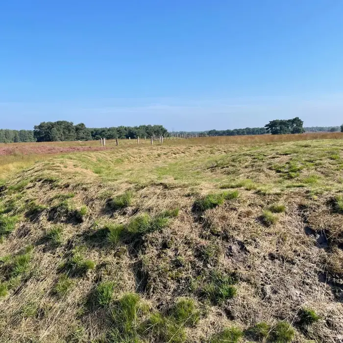 Regteheide_open_veld