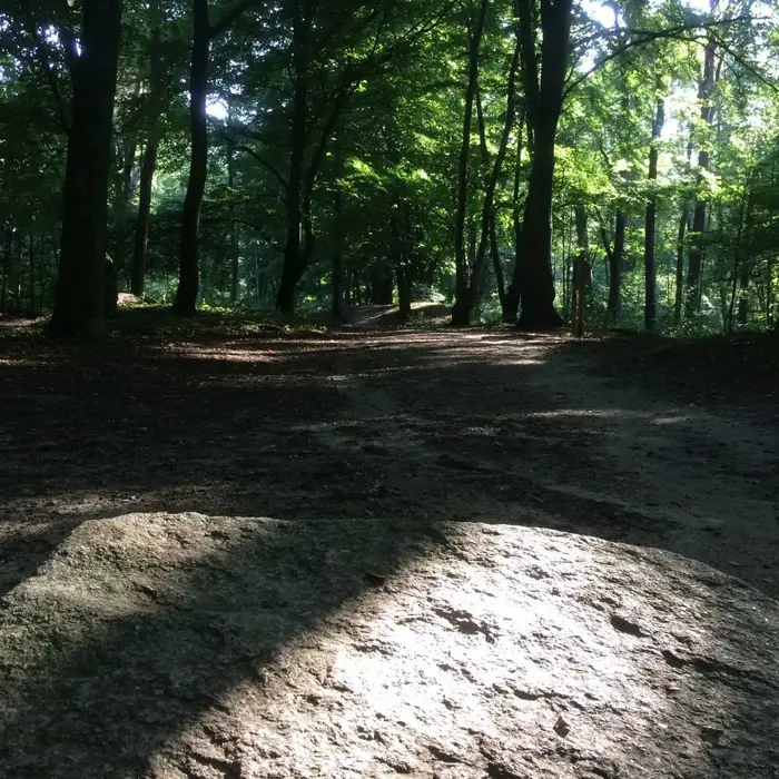 Bloedsteen_in_het_zonnetje