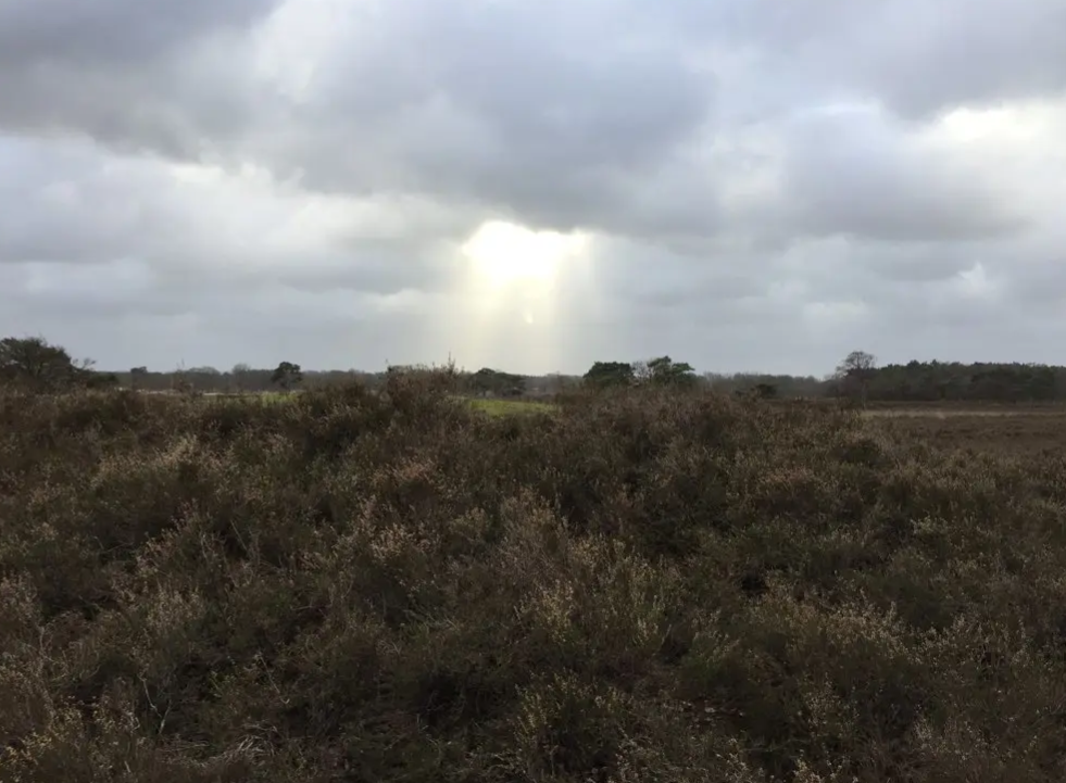 Zuiderheide_hemelse_straal